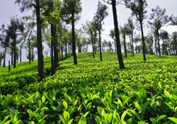 Tours and Travels in Tirunelveli -Selva Cabs